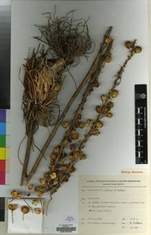Type specimen at Edinburgh (E). Tuzlaci, Ertan: 43256. Barcode: E00196425.