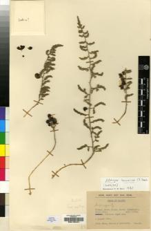 Type specimen at Edinburgh (E). Khan, Salar; Prance, Ghillean T.; Ratcliffe, Dennis: 438. Barcode: E00196431.