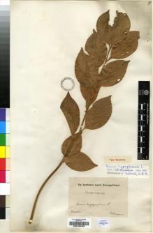 Type specimen at Edinburgh (E). Weidmann: . Barcode: E00196432.