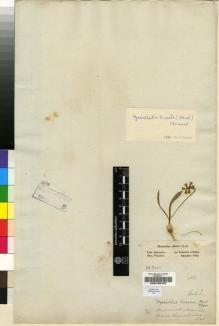 Type specimen at Edinburgh (E). Fleischer, Franz von: . Barcode: E00196457.