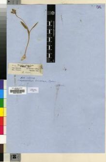 Type specimen at Edinburgh (E). Fleischer, Franz von: . Barcode: E00196458.