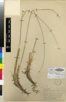 Type specimen at Edinburgh (E). Davis, Peter: 21888. Barcode: E00196483.