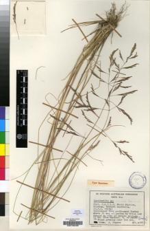 Type specimen at Edinburgh (E). Cultivated Plant (Non RBGE) (CULT): CPI 15034. Barcode: E00196486.