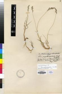 Type specimen at Edinburgh (E). Von Heldreich, Theodor: . Barcode: E00196490.
