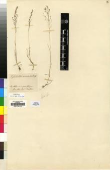 Type specimen at Edinburgh (E). Boissier, Pierre: . Barcode: E00196492.
