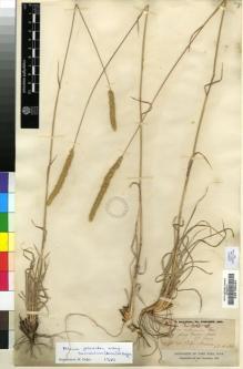 Type specimen at Edinburgh (E). Balansa, Benedict: . Barcode: E00196497.
