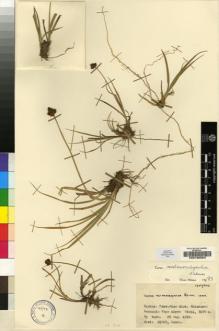 Type specimen at Edinburgh (E). Davis, Peter; Dodds, J.: 21065. Barcode: E00196503.