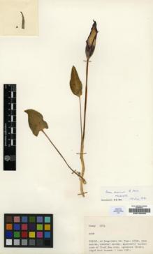 Type specimen at Edinburgh (E). Tobey, Carl: 1873. Barcode: E00196505.