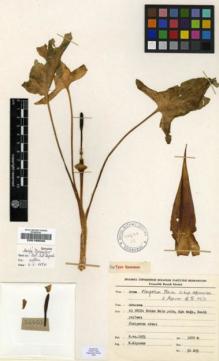Type specimen at Edinburgh (E). Alpinar, Kerim: 50605. Barcode: E00196506.