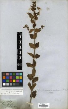 Type specimen at Edinburgh (E). Gardner, George: 3729. Barcode: E00196620.