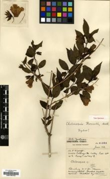 Type specimen at Edinburgh (E). Forrest, George: 21356. Barcode: E00196752.