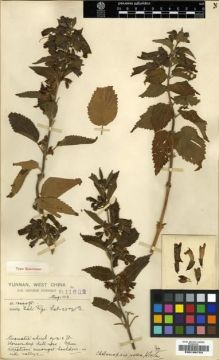 Type specimen at Edinburgh (E). Forrest, George: 11682. Barcode: E00196753.