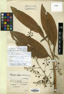 Type specimen at Edinburgh (E). Wilson, Ernest: 2372. Barcode: E00196913.