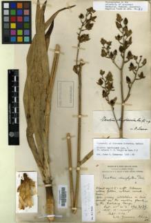 Type specimen at Edinburgh (E). Forrest, George: 3039. Barcode: E00196914.