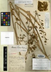 Type specimen at Edinburgh (E). Forrest, George: 11511. Barcode: E00196915.