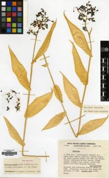 Type specimen at Edinburgh (E). Cultivated Plant of the RBGE (CULTE): C5401. Barcode: E00196981.