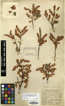 Type specimen at Edinburgh (E). Forrest, George: 4175. Barcode: E00197126.