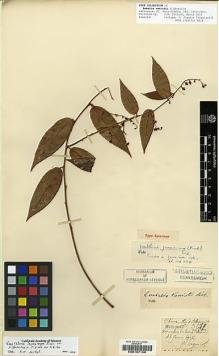 Type specimen at Edinburgh (E). Esquirol, Joseph: 3251. Barcode: E00197168.