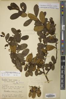 Type specimen at Edinburgh (E). Forrest, George: 8757. Barcode: E00197212.
