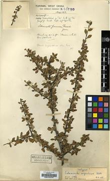 Type specimen at Edinburgh (E). Forrest, George: 10780. Barcode: E00197275.