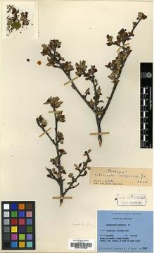 Type specimen at Edinburgh (E). Ludlow, Frank; Sherriff, George; Hicks, J.: 19032. Barcode: E00197300.