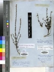 Type specimen at Edinburgh (E). Drège, Jean: S.N.. Barcode: E00197413.