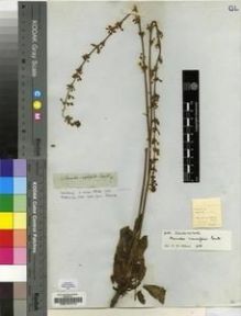 Type specimen at Edinburgh (E). Drège, Jean: S.N.. Barcode: E00197414.