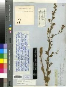 Type specimen at Edinburgh (E). Drège, Jean: S.N.. Barcode: E00197415.