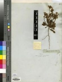 Type specimen at Edinburgh (E). Drège, Jean: S.N.. Barcode: E00197416.
