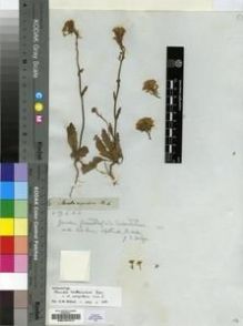 Type specimen at Edinburgh (E). Drège, Jean: S.N.. Barcode: E00197417.