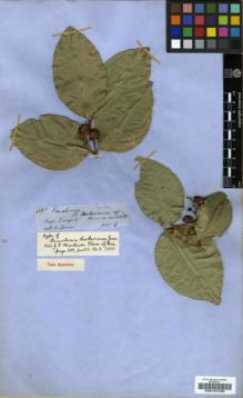 Type specimen at Edinburgh (E). Spruce, Richard: 4542. Barcode: E00197436.