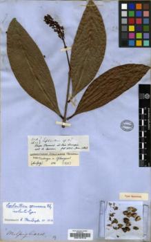 Type specimen at Edinburgh (E). Spruce, Richard: 2518/2632. Barcode: E00197515.
