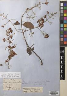 Type specimen at Edinburgh (E). Gardner, George: 338. Barcode: E00197565.