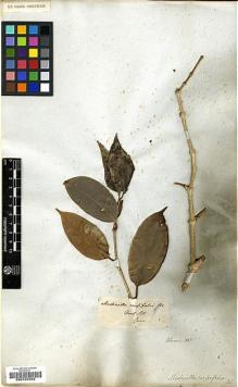Type specimen at Edinburgh (E). von Blume, Carl: . Barcode: E00197625.
