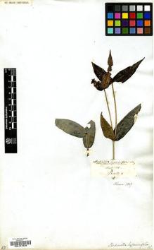 Type specimen at Edinburgh (E). von Blume, Carl: . Barcode: E00197626.