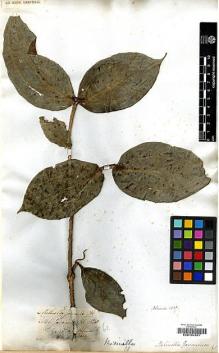 Type specimen at Edinburgh (E). von Blume, Carl: . Barcode: E00197627.