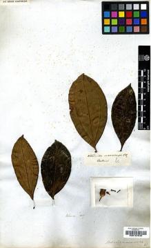 Type specimen at Edinburgh (E). von Blume, Carl: . Barcode: E00197630.