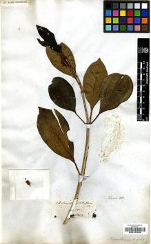 Type specimen at Edinburgh (E). von Blume, Carl: . Barcode: E00197632.
