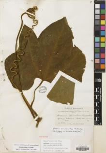 Type specimen at Edinburgh (E). Bang, Miguel: 400. Barcode: E00197756.