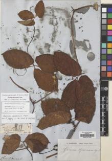 Type specimen at Edinburgh (E). Spruce, Richard: 1493. Barcode: E00197764.