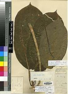 Type specimen at Edinburgh (E). Cavalerie, Pierre: 3652. Barcode: E00198016.