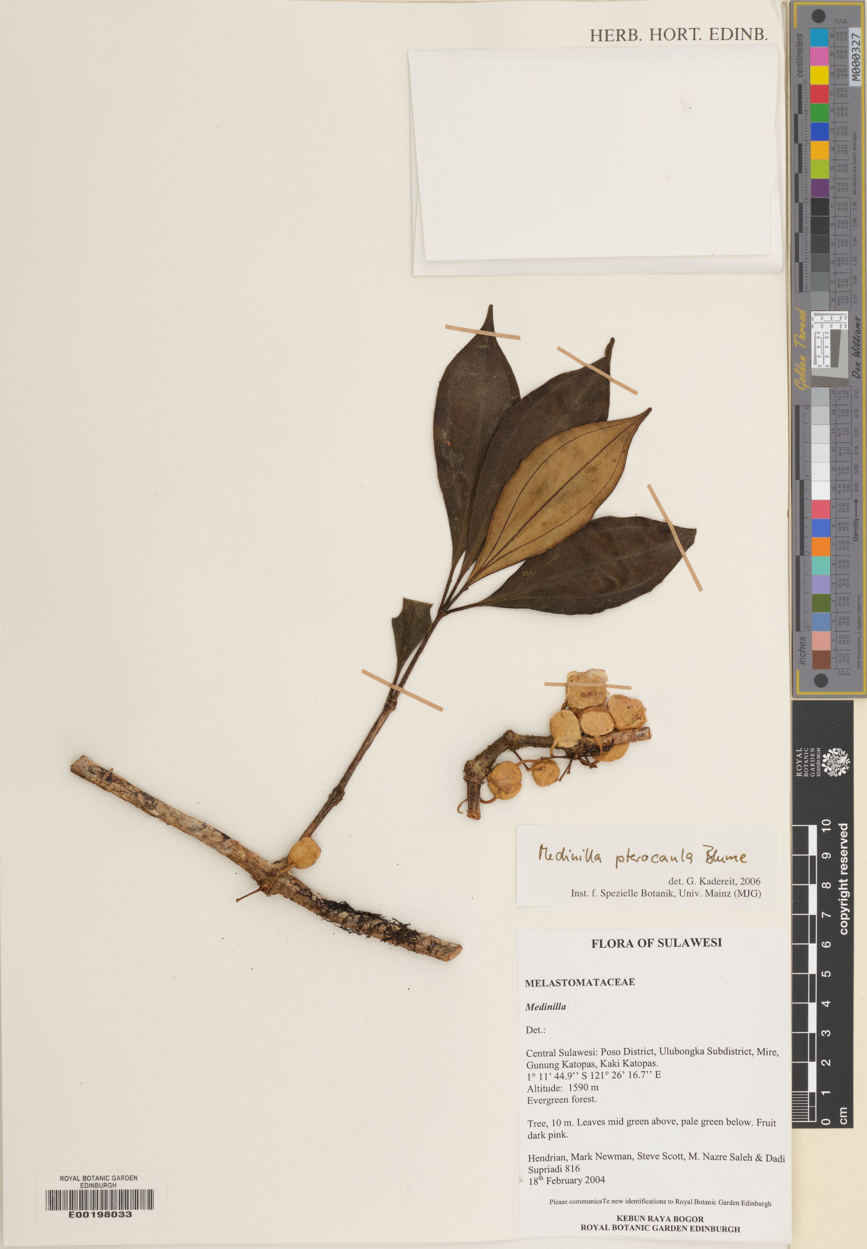 Medinilla pterocaula (Medinilla pterocaula)