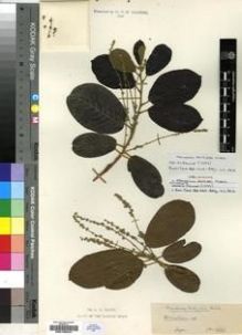 Type specimen at Edinburgh (E). Dalziel, John: 1356. Barcode: E00198257.