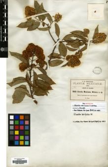 Type specimen at Edinburgh (E). Pringle, Cyrus: 3085. Barcode: E00198262.