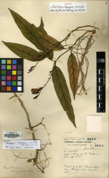 Type specimen at Edinburgh (E). Forrest, George: 9484. Barcode: E00198373.