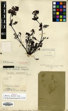 Type specimen at Edinburgh (E). Kingdon-Ward, Francis: 115. Barcode: E00198504.