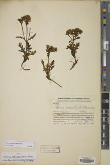 Type specimen at Edinburgh (E). Handel-Mazzetti, Heinrich: 9899. Barcode: E00199046.
