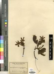 Type specimen at Edinburgh (E). Baum, Hugo: 137. Barcode: E00199126.