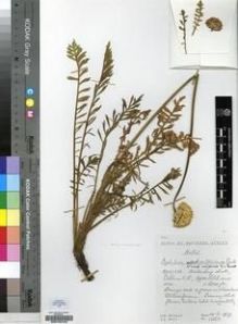 Type specimen at Edinburgh (E). Hilliard, Olive; Burtt, Brian: 12568. Barcode: E00199128.