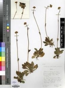 Type specimen at Edinburgh (E). Hilliard, Olive; Burtt, Brian: 9329. Barcode: E00199132.